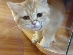 -猫十亿·布偶金渐层·曼基康矮脚猫舍(青年路店)
