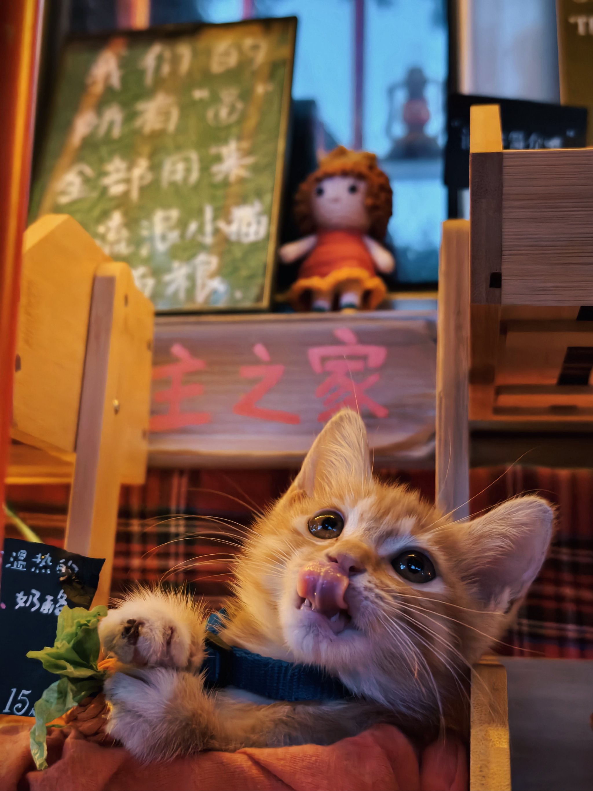 猫店长小黄鱼图片