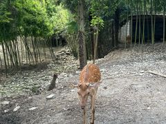 -鹿院坪生态旅游景区