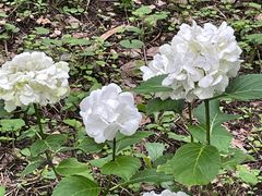 -上海滨江森林公园