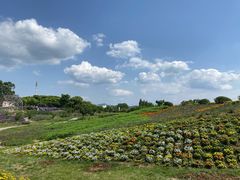 -紫颐香薰山谷景区