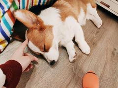 -浣熊柯尔鸭土拨鼠·电玩咖