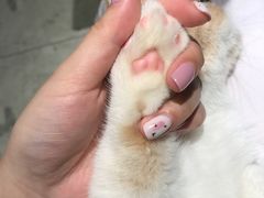 -飞行喵MR PILOT|猫舍·猫咖(静安大融城店)