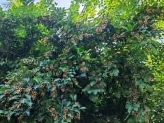 -广州神农草堂中医药博物馆