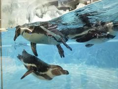 -帝企鹅自助餐厅•儿童岛•真企鹅(长隆企鹅酒店)