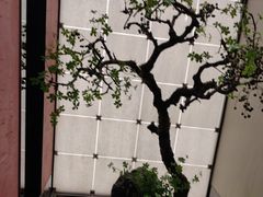 -湘上湘(米其林餐厅-正大中心总店)