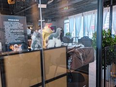 -百好乐宠物友好餐厅(朝外大街店)