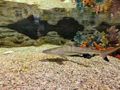 -Zoolung Zoolung动物主题公园(海信广场店)