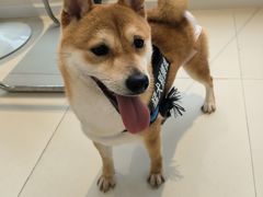 -怪兽屋·羊驼·猫咖·狗咖(俊华广场店)