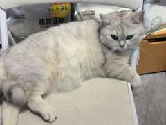 -爱洗澡的猫(望京店)