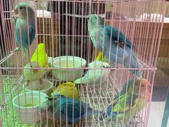 -帕帕拉兹宠物(亚洲旗舰店)