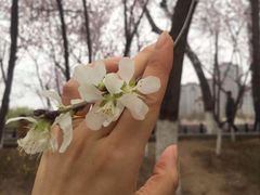 -桃花堤公园