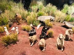 -陕西自然博物馆