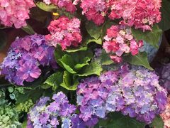 -双季花艺园艺市场(浦东店)