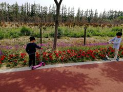 -上海长兴岛郊野公园