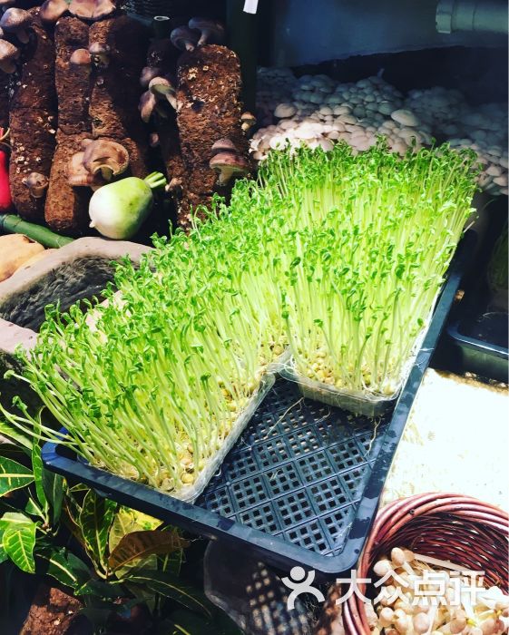 杨光会鲜货火锅(观音桥店)活体豆苗图片 - 第1张