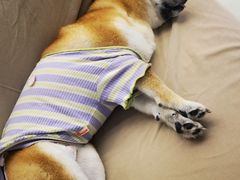 -怪兽屋·羊驼·猫咖·狗咖(俊华广场店)