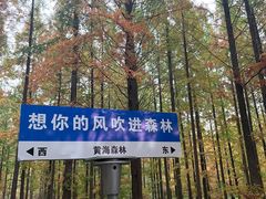 -黄海国家森林公园