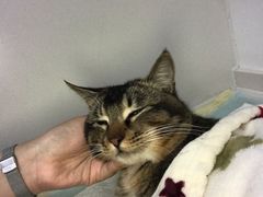 -关爱宠物医院·猫科中心·消化科(滨湖万达分院)