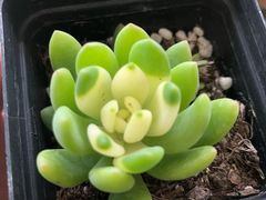 -龙大花卉苗木市场