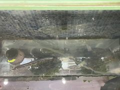 -老四川平头酸菜鱼(衙前店)