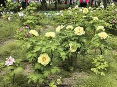 -太阳宫公园