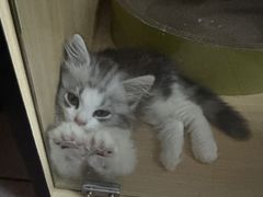 -lincat·猫舍(广州店)