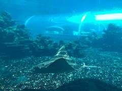 -海棠湾洲际-涛·海底餐厅·美人鱼·自助餐·海底隧道