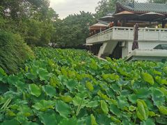 -桂湖森林公园