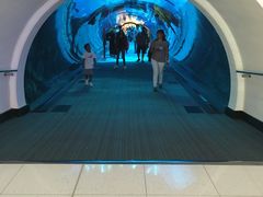 -迪拜水族馆及水下动物园