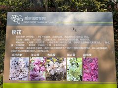 -高东镇樱花园