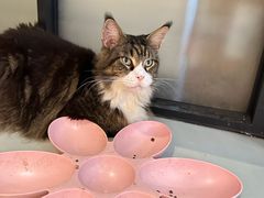 -豆逗聊愈猫阁Easy Life