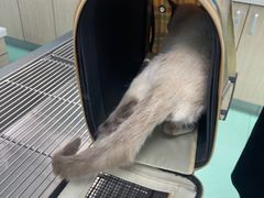 -北京观赏动物医院·24小时大型综合·猫专科·异宠专科