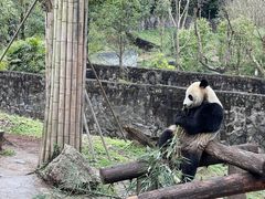 -都江堰中华大熊猫苑
