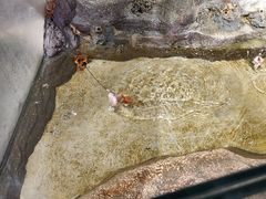 -正佳雨林生态植物园