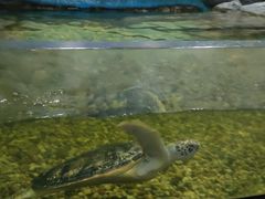 -苏州海洋馆