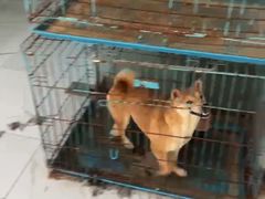 -猫狗日记·自助洗护·宠物寄养·售卖