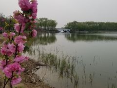 -大兴滨河森林公园