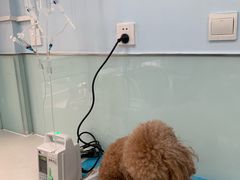-纳吉亚猫专科动物诊疗中心(蒋宅口分院)