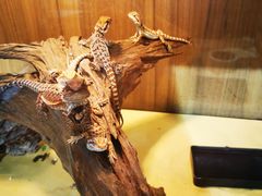 -酷以爬仙阁实体爬宠店·守宫·蜥蜴·专业繁育