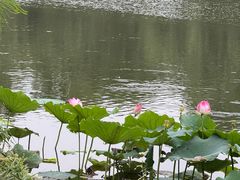 -合肥滨湖国家森林公园