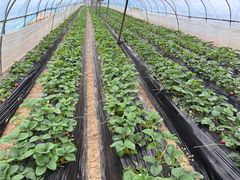 -胜丰草莓采摘园