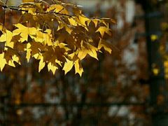 -三里屯东五街银杏大道