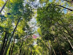 -火炉山森林公园