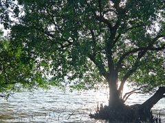 -宝安西湾红树林湿地公园