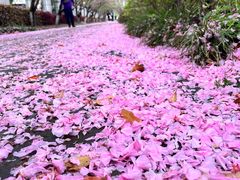 -高东镇樱花园