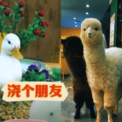 -神奇动物撸宠馆·羊驼·小浣熊·异宠(豫园店)