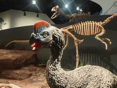-自贡恐龙博物馆