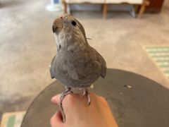 -吉丁鸟咖·异宠·寄养
