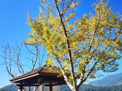 -腾冲北海湿地